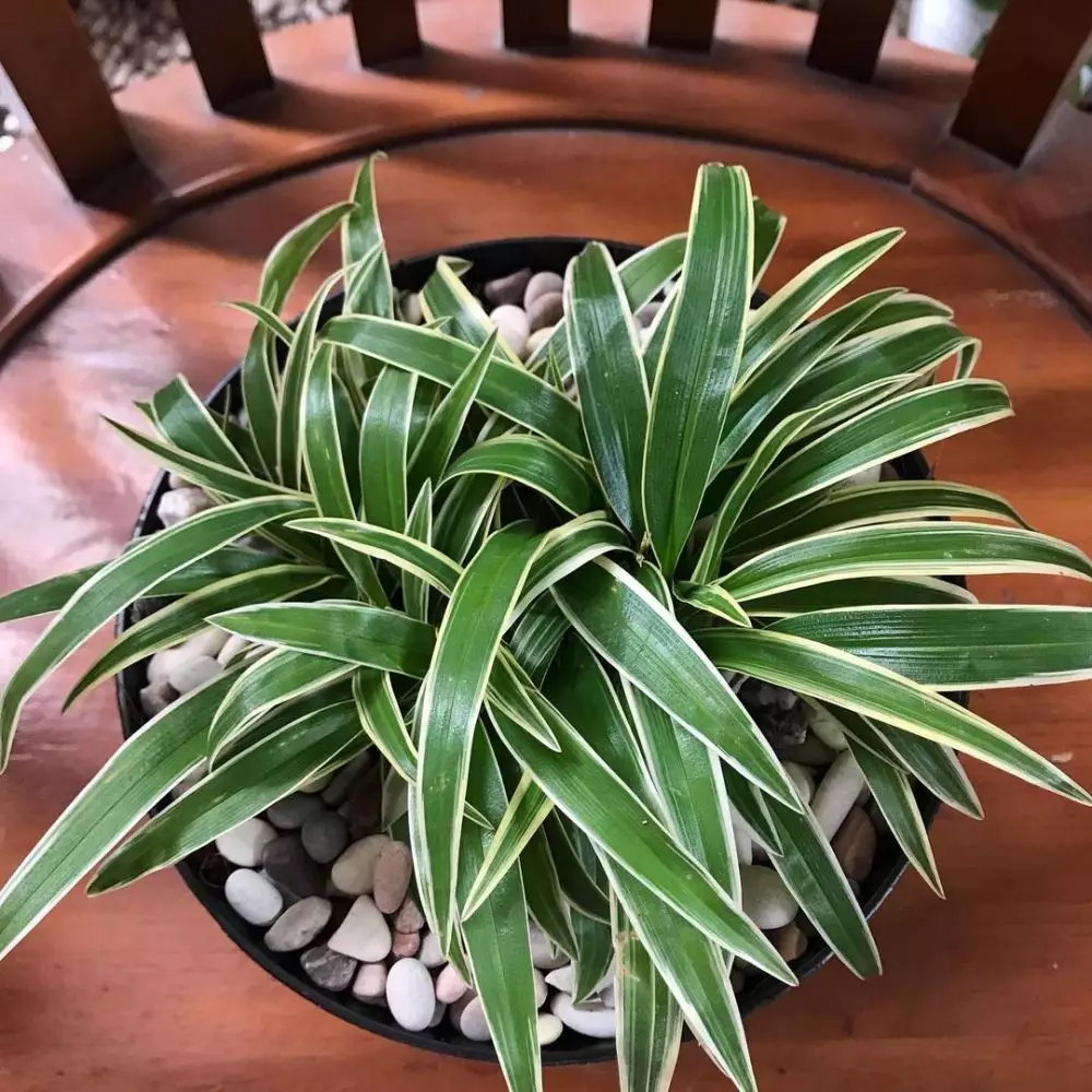 Tanaman hias daun hijau putih Instagram © 2021 brilio.net Tanaman hias daun hijau putih Instagram © 2021 brilio.net