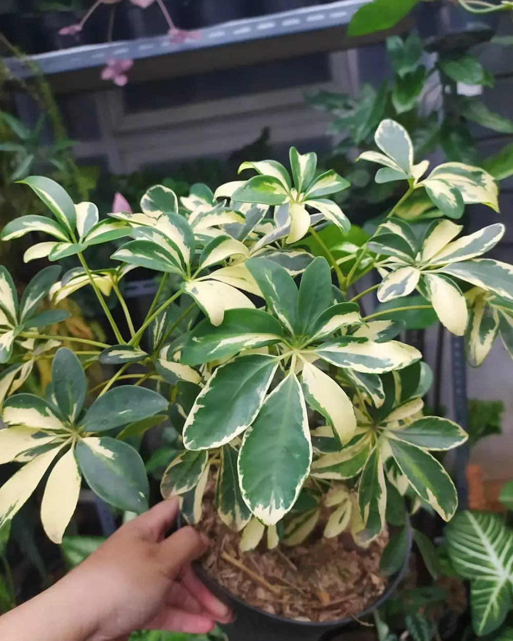 Tanaman hias daun hijau putih Instagram © 2021 brilio.net Tanaman hias daun hijau putih Instagram © 2021 brilio.net