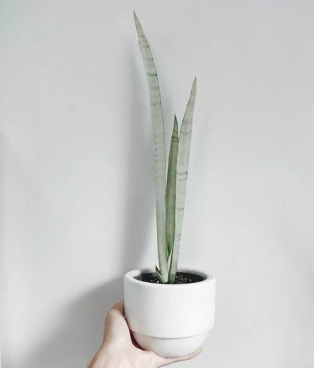 Cara merawat lidah mertua silver queen © Instagram