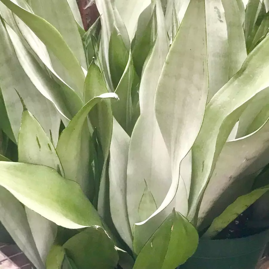 Cara merawat lidah mertua silver queen © Instagram