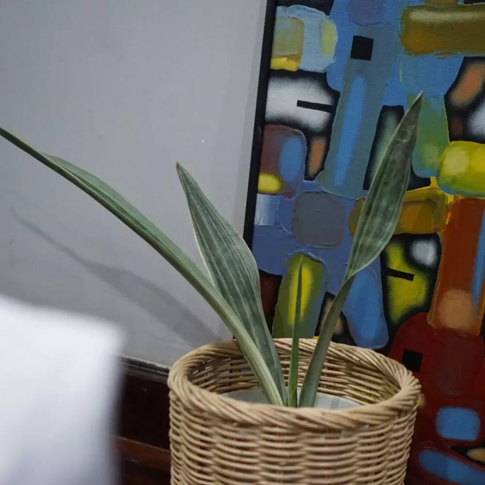 Cara merawat lidah mertua silver queen © Instagram