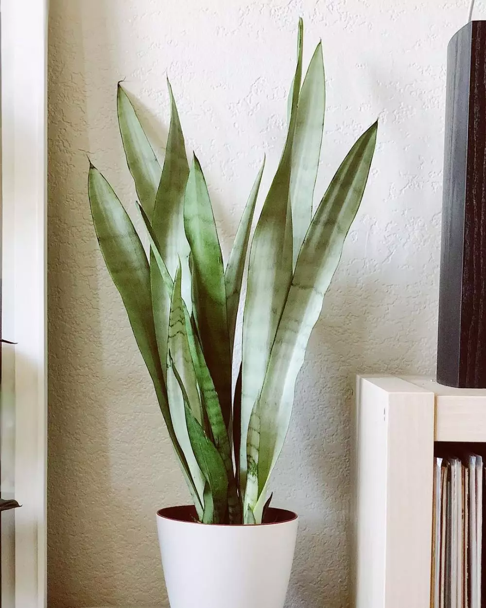 Cara merawat lidah mertua silver queen © Instagram