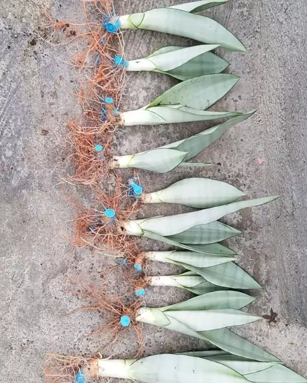 Cara merawat lidah mertua silver queen © Instagram