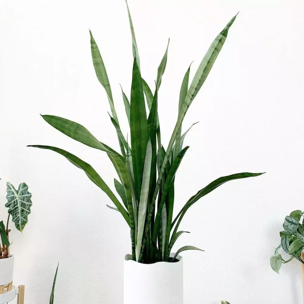 Cara merawat lidah mertua silver queen © Instagram