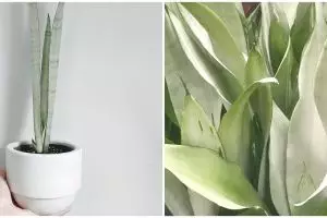 Cara merawat lidah mertua silver queen dan cara memperbanyaknya