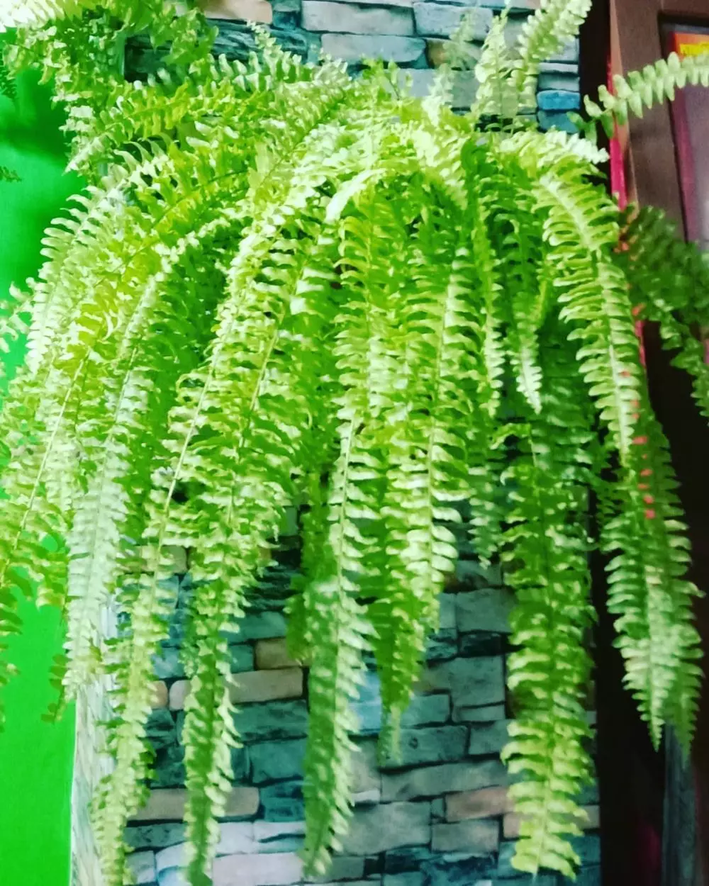 Cara merawat tanaman hias gantung pakis instagram ; freepik © 2021 brilio.net Cara merawat tanaman hias gantung pakis instagram ; freepik © 2021 brilio.net