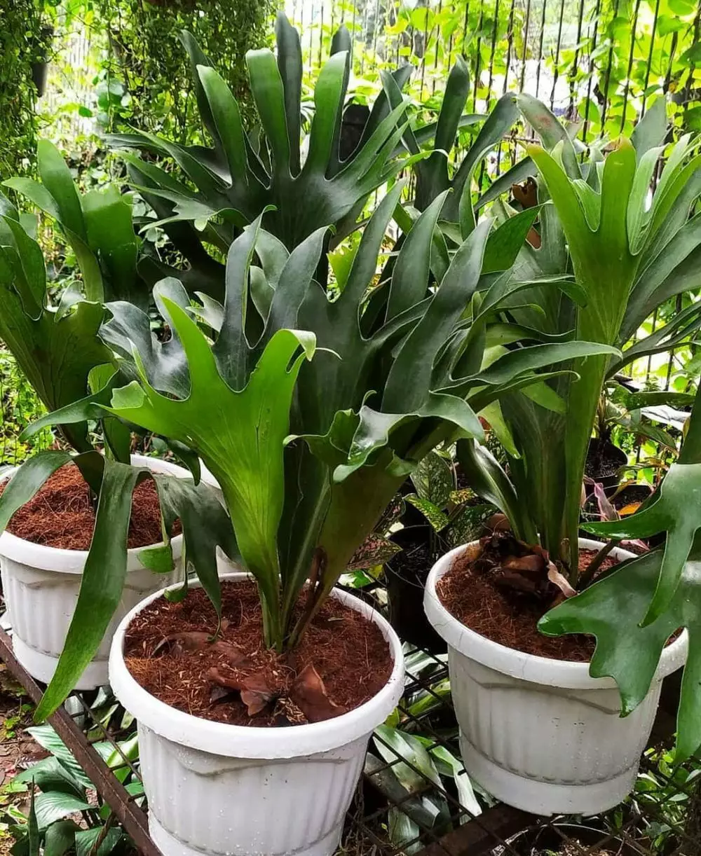 Cara merawat tanaman hias gantung pakis instagram ; freepik © 2021 brilio.net Cara merawat tanaman hias gantung pakis instagram ; freepik © 2021 brilio.net