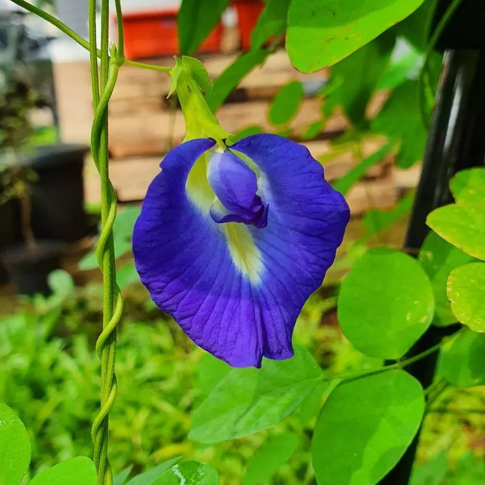 tanaman obat mata ©freepik.com