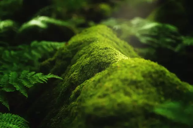 tanaman obat mata ©freepik.com