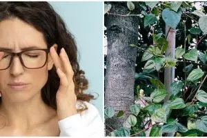 10 Tanaman obat untuk mata, makin sehat dan jernih