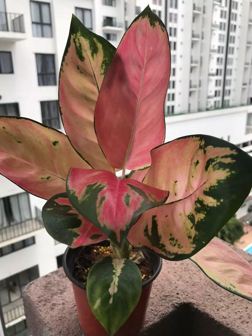 Jenis bunga aglaonema kocin yang banyak diburu Instagram