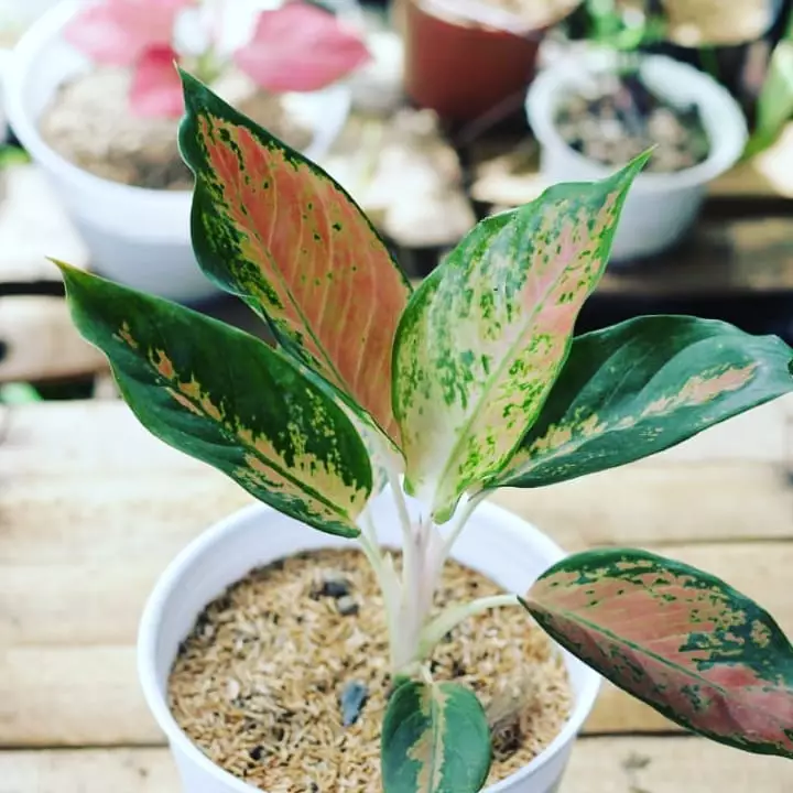 Jenis bunga aglaonema kocin yang banyak diburu Instagram