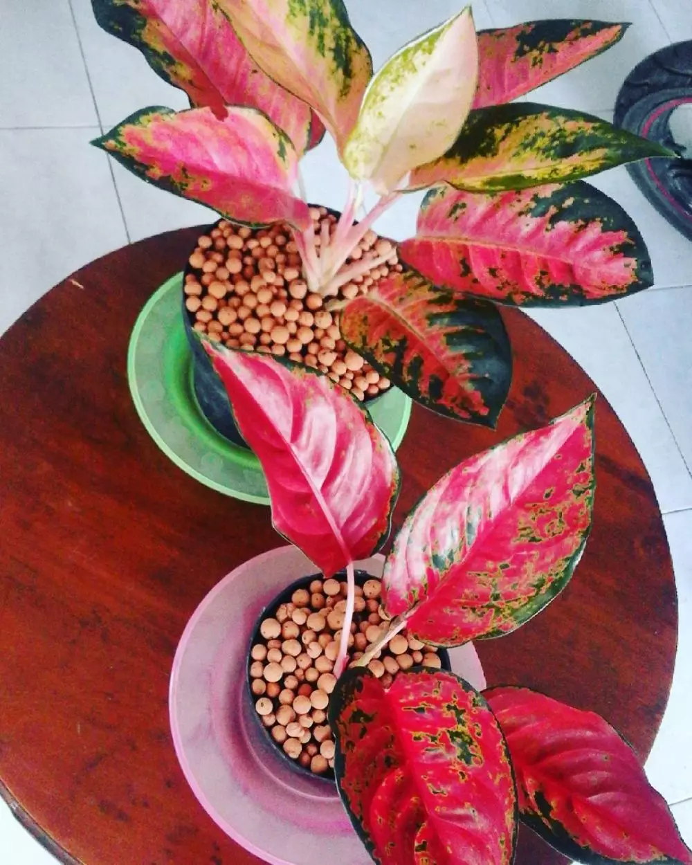 Jenis bunga aglaonema kocin yang banyak diburu Instagram