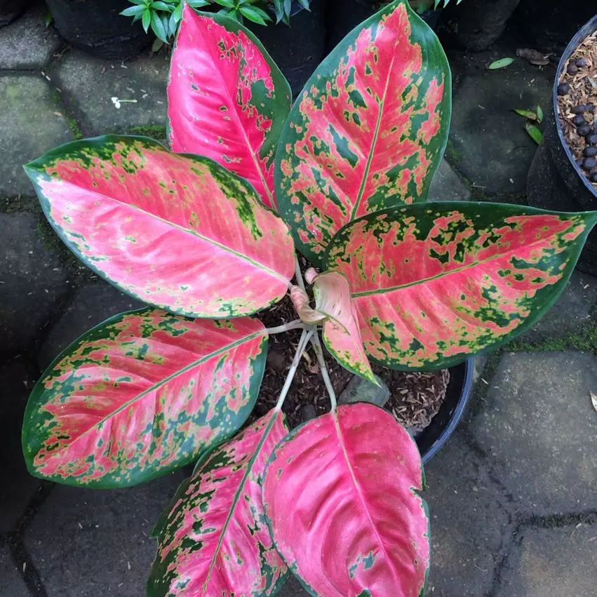 Jenis bunga aglaonema kocin yang banyak diburu Instagram