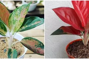 Jenis bunga aglonema kocin yang banyak diburu dan cara merawatnya