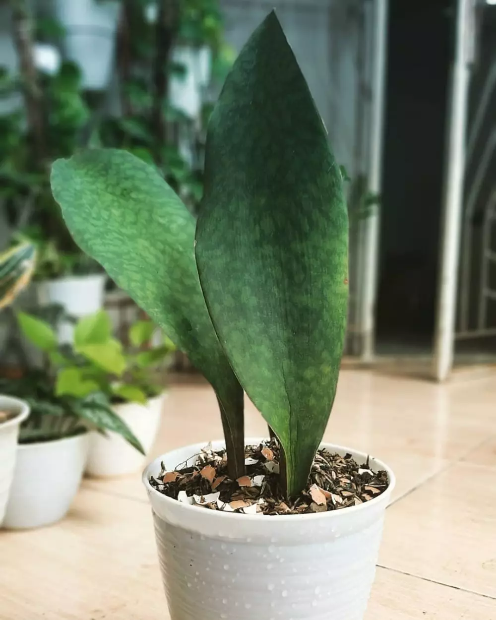 Harga lidah mertua centong Instagram Harga lidah mertua centong Instagram