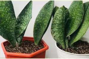 Harga lidah mertua centong dan cara merawatnya