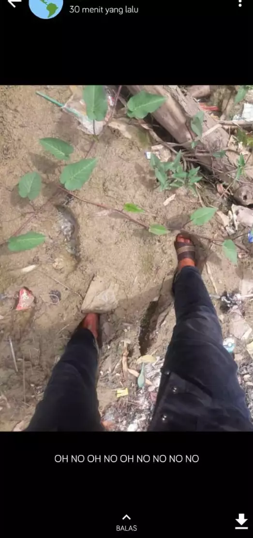 Momen apes kurir antar paket © Twitter Momen apes kurir antar paket © Twitter