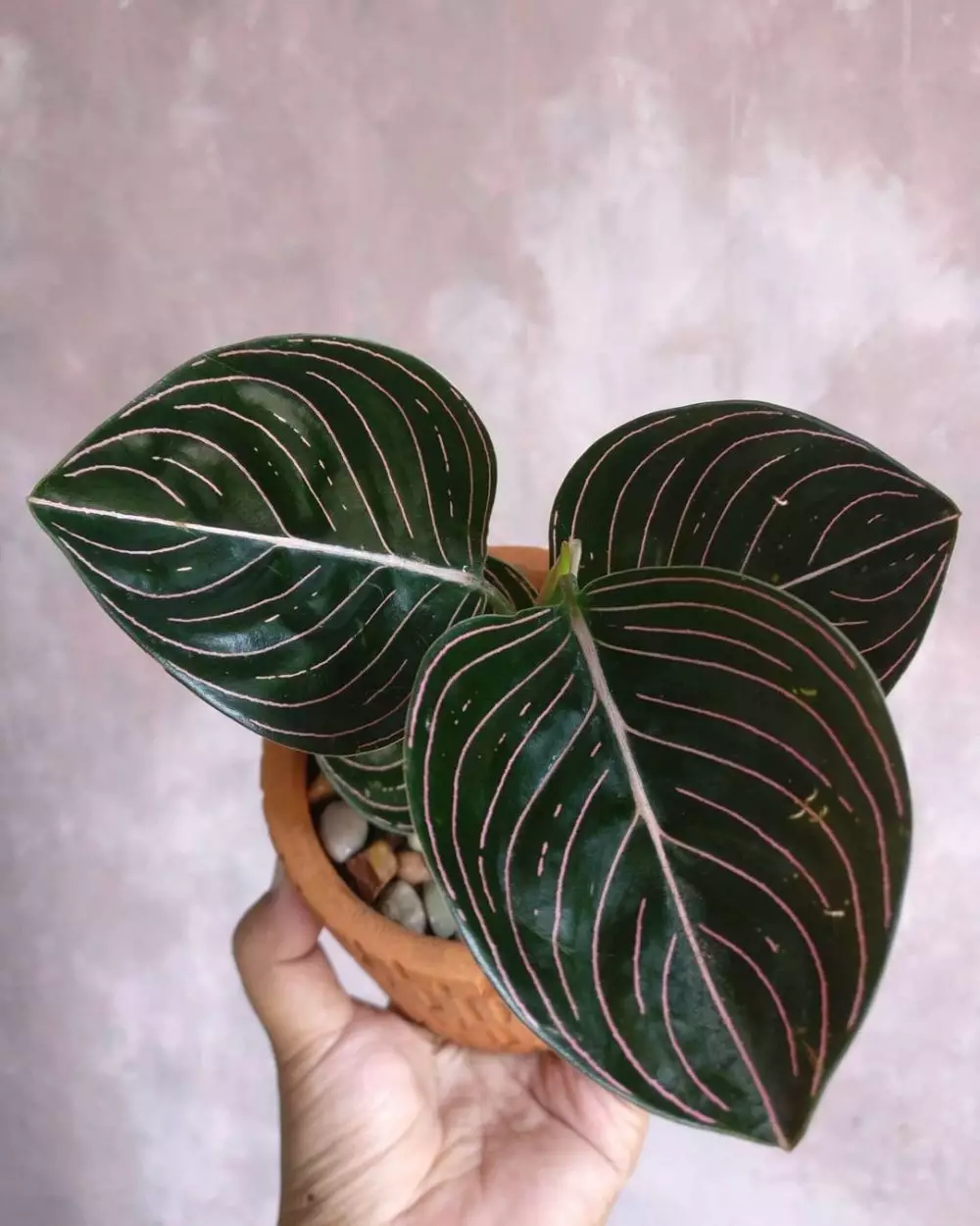 Harga bunga aglonema rotundum Aceh Instagram Harga bunga aglonema rotundum Aceh Instagram