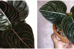 Harga bunga aglonema rotundum Aceh, dan cara merawatnya