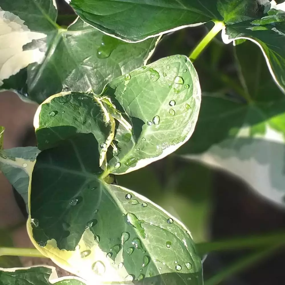 Sejarah keladi tikus varigata Berbagai sumber Sejarah keladi tikus varigata Berbagai sumber