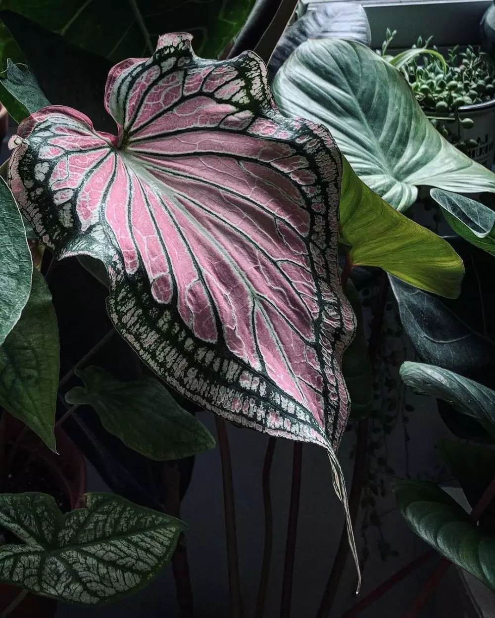 Cara merawat keladi merah pink thai beauty © Istimewa Cara merawat keladi merah pink thai beauty © Istimewa