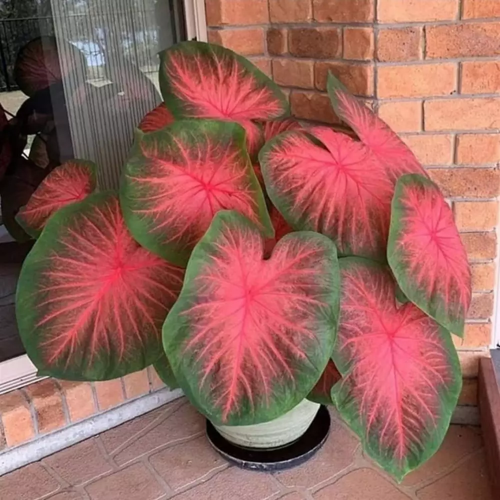 Cara merawat keladi merah pink thai beauty © Istimewa Cara merawat keladi merah pink thai beauty © Istimewa
