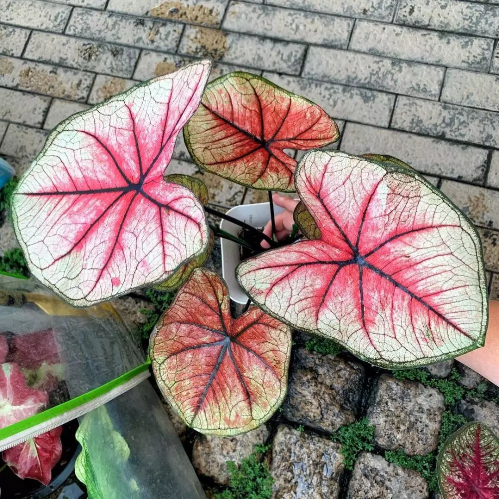 Cara merawat keladi merah pink thai beauty © Istimewa Cara merawat keladi merah pink thai beauty © Istimewa