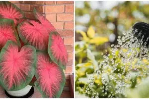 Cara merawat keladi merah pink thai beauty serta teknik penyiramannya