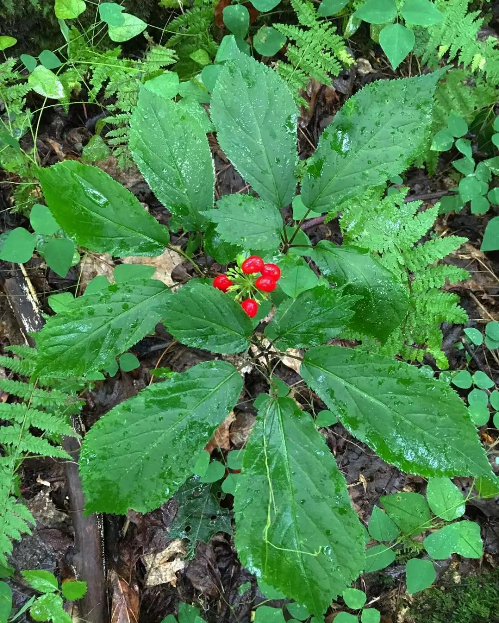 tanaman gula darah ©freepik tanaman gula darah ©freepik