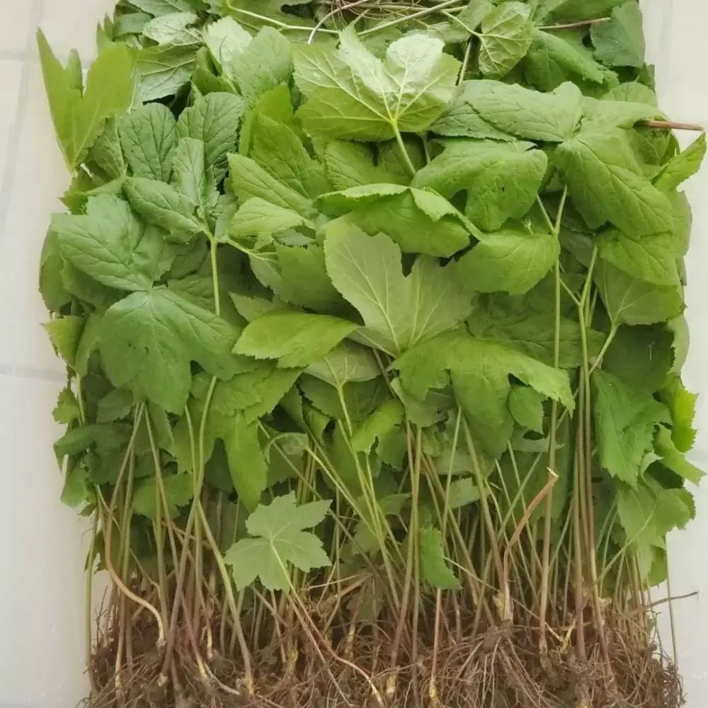 tanaman gula darah ©freepik tanaman gula darah ©freepik