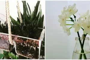 5 Penyebab dan cara mengatasi tanaman hidroponik kuning