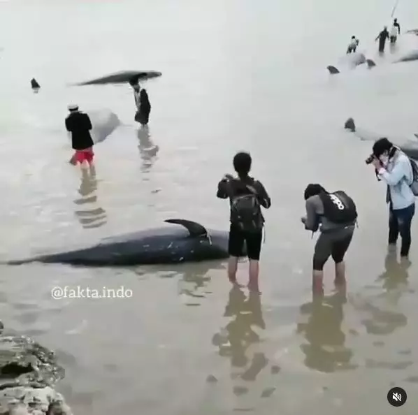 paus terdampar di madura Berbagai sumber paus terdampar di madura Berbagai sumber