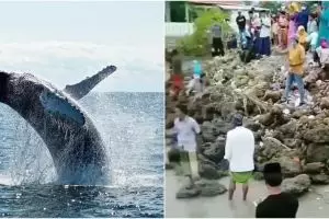 Viral video 52 ikan paus terdampar di laut Madura, fenomena langka