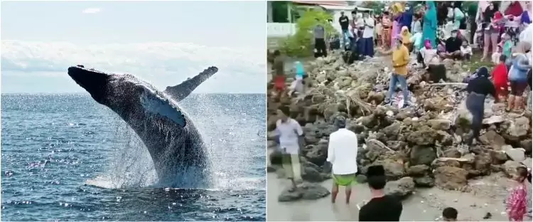 Viral video 52 ikan paus terdampar di laut Madura, fenomena langka