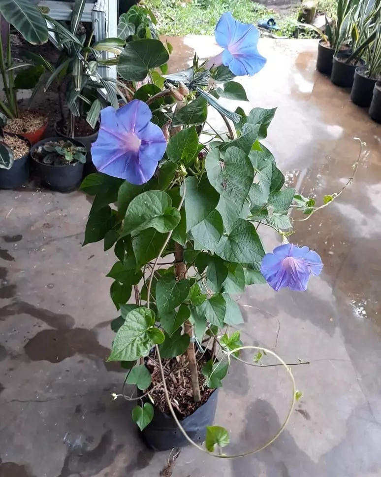 Tanaman hias daun merambat Instagram © 2021 brilio.net