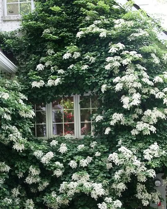 Tanaman hias daun merambat Instagram © 2021 brilio.net