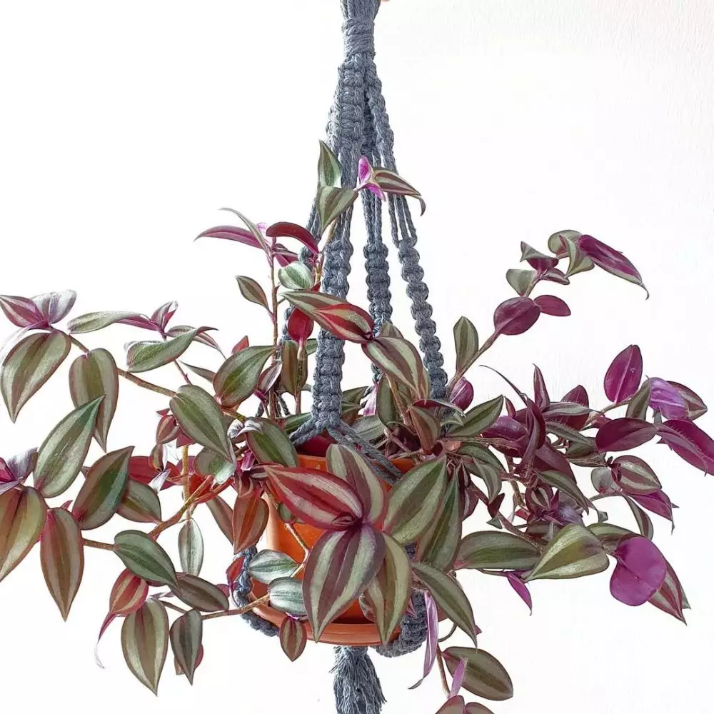 Tanaman hias daun merambat Instagram © 2021 brilio.net