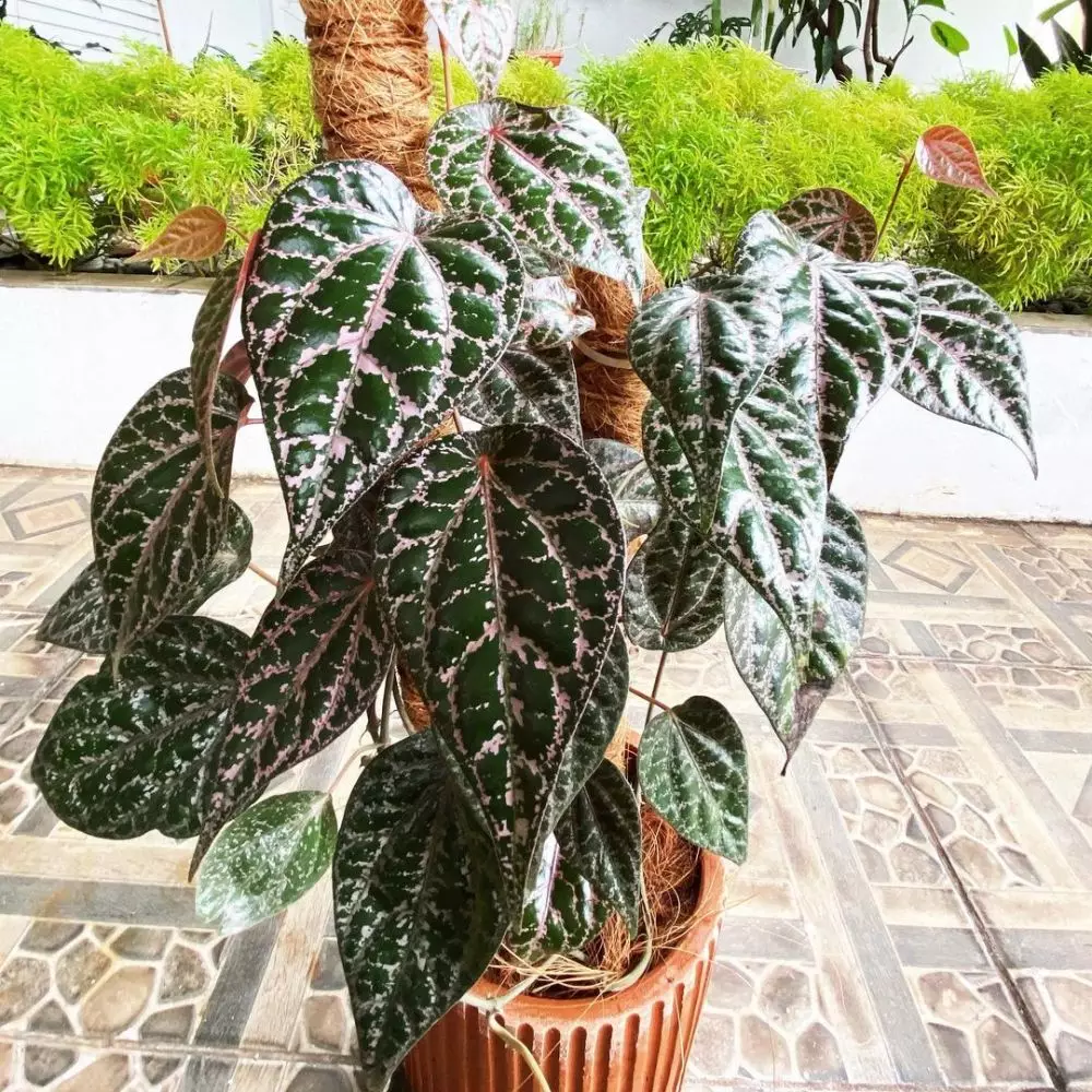 Tanaman hias daun merambat Instagram © 2021 brilio.net