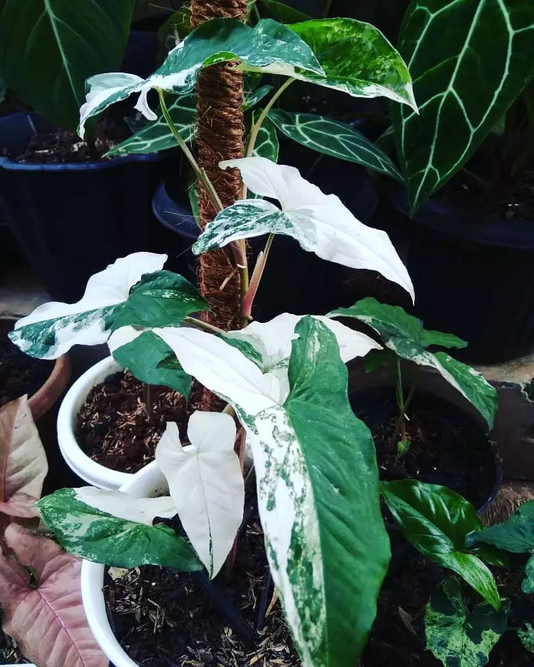 Tanaman hias daun merambat Instagram © 2021 brilio.net