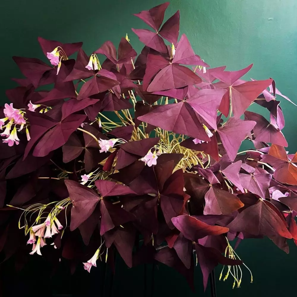 Tanaman hias gantung ungu Instagram © 2021 brilio.net Tanaman hias gantung ungu Instagram © 2021 brilio.net