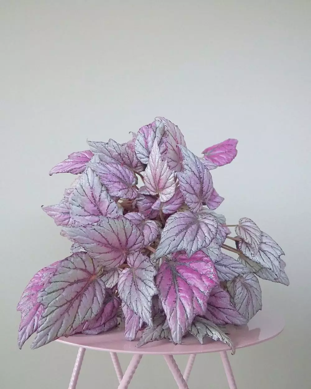 Tanaman hias gantung ungu Instagram © 2021 brilio.net Tanaman hias gantung ungu Instagram © 2021 brilio.net