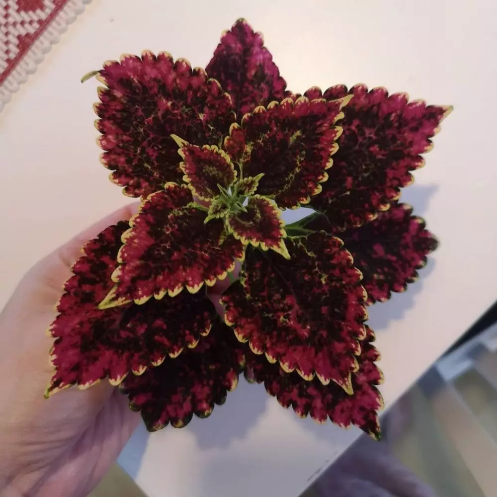 Tanaman hias gantung ungu Instagram © 2021 brilio.net Tanaman hias gantung ungu Instagram © 2021 brilio.net