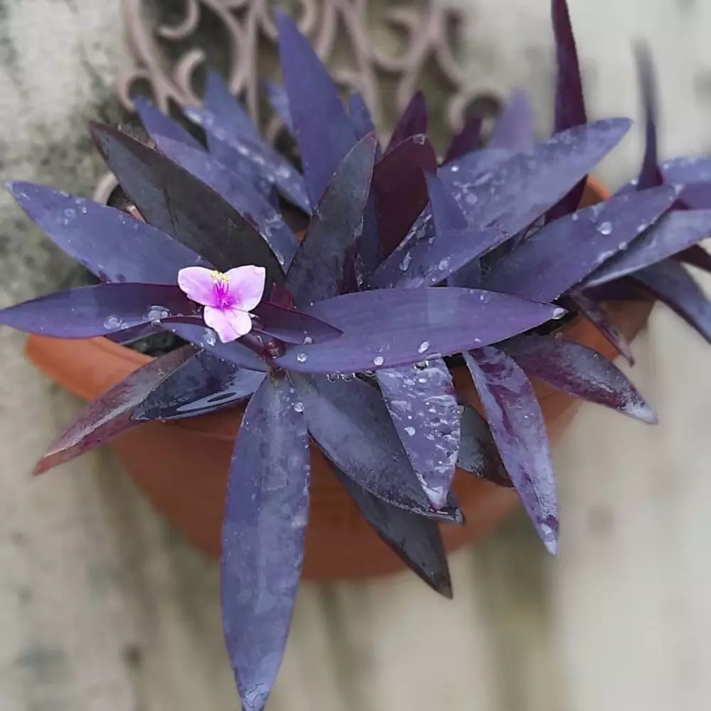 Tanaman hias gantung ungu Instagram © 2021 brilio.net Tanaman hias gantung ungu Instagram © 2021 brilio.net