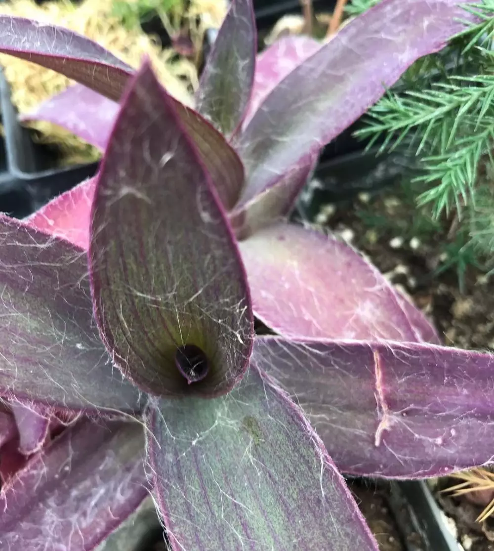 Tanaman hias gantung ungu Instagram © 2021 brilio.net Tanaman hias gantung ungu Instagram © 2021 brilio.net