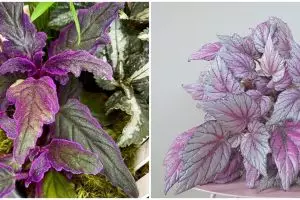 7 Tanaman hias gantung ungu, unik dan mudah dirawat