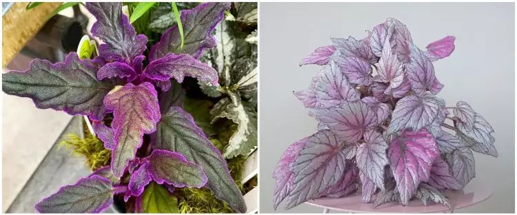 7 Tanaman hias gantung ungu, unik dan mudah dirawat