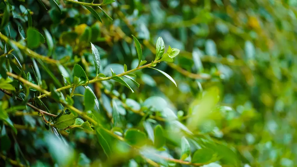 5 Cara mudah maksimalkan hasil video ala profesional modal smartphone  berbagai sumber 5 Cara mudah maksimalkan hasil video ala profesional modal smartphone  berbagai sumber