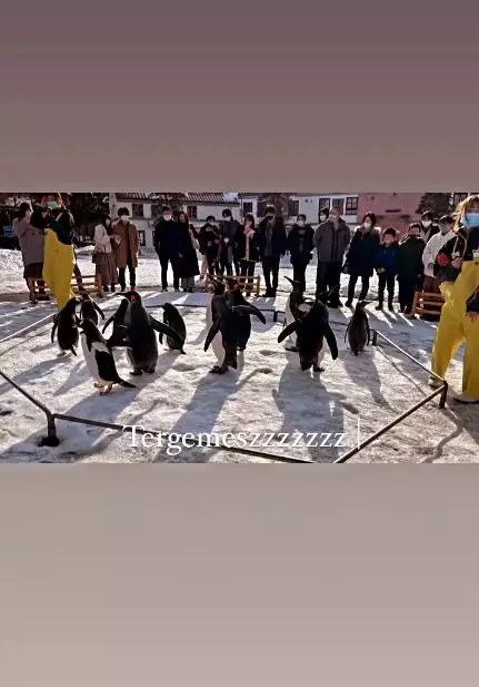 Syahrini lihat penguin © Instagram