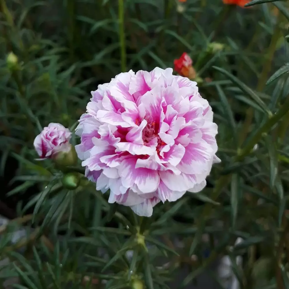 Cara menanam tanaman hias gantung krokot Instagram ; freepik © 2021 brilio.net